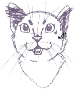 Cat Sketch